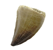 Mosasaurus tand uit Marokko