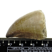 Mosasaurus tooth from Morocco