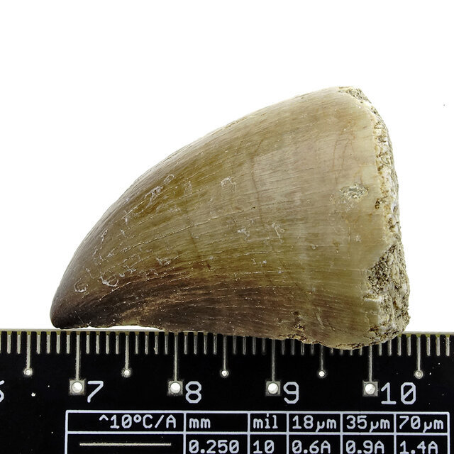 Mosasaurus tooth from Morocco