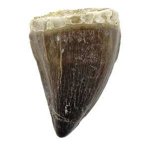 Mosasaurus tooth