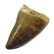 Mosasaurus tand uit Marokko