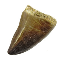 Mosasaurus tand uit Marokko