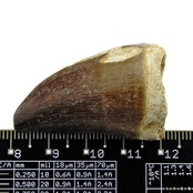 Mosasaurus tooth from Morocco
