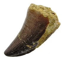 Mosasaurus tand uit Marokko