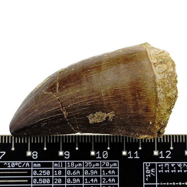Mosasaurus tooth from Morocco