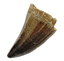 Mosasauruszahn aus Marokko