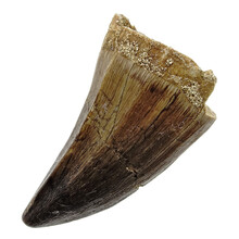 Mosasaurus tooth