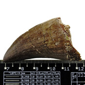 Mosasaurus tooth from Morocco