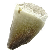 Mosasaurus tooth from Morocco