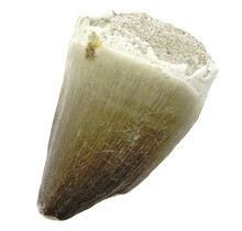 Mosasaurus tooth from Morocco