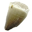 Mosasaurus tooth from Morocco