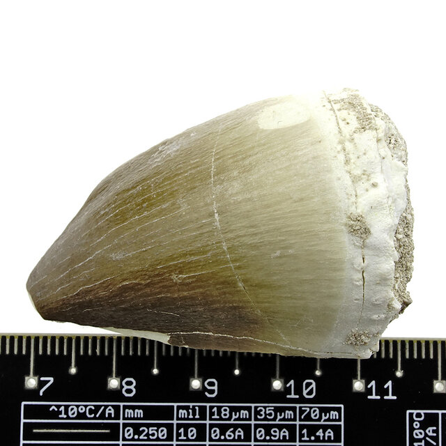 Mosasauruszahn aus Marokko