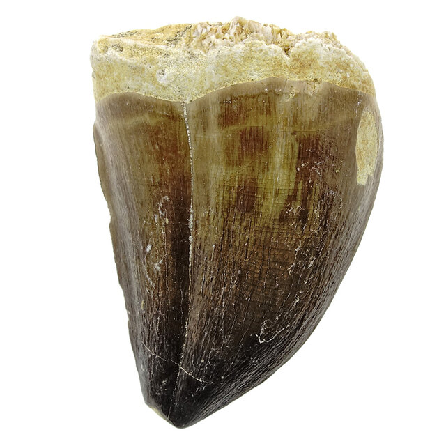Mosasaurus tooth from Morocco