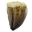 Mosasaurus tooth from Morocco