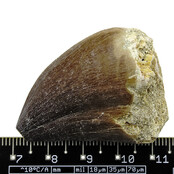 Mosasaurus tooth from Morocco