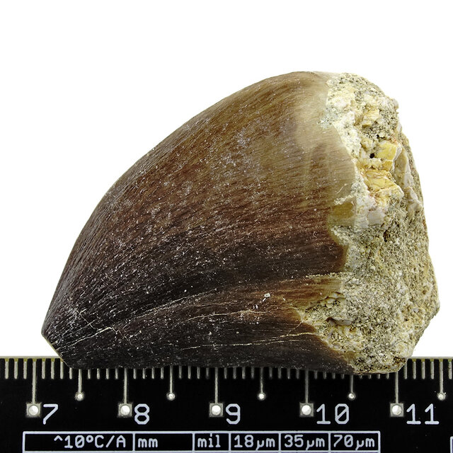 Mosasaurus tooth from Morocco