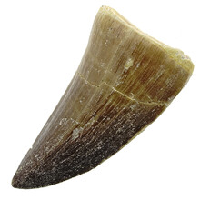 Mosasaurus tooth