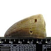 Mosasaurus tooth from Morocco