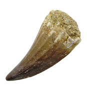 Mosasaurus tooth from Morocco