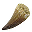 Mosasaurus tooth from Morocco