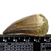 Mosasaurus tooth from Morocco