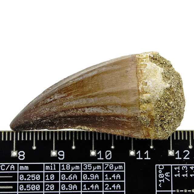 Mosasaurus tooth from Morocco