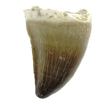 Mosasaurus tand uit Marokko