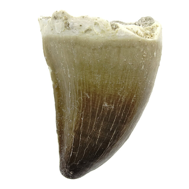 Mosasauruszahn aus Marokko