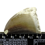 Mosasaurus tooth from Morocco