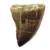 Mosasauruszahn aus Marokko