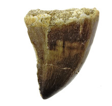 Mosasauruszahn aus Marokko