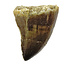 Mosasaurus tooth from Morocco