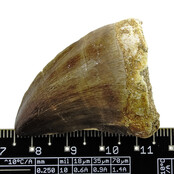 Mosasaurus tooth from Morocco
