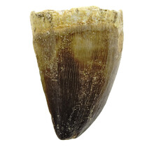 Mosasaurus tand uit Marokko