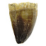 Mosasaurus tooth from Morocco