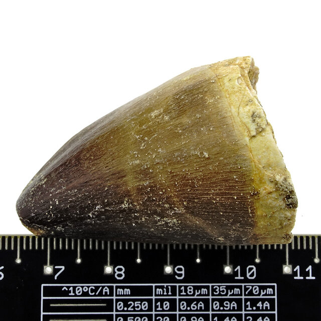 Mosasaurus tooth from Morocco