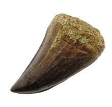 Mosasaurus tooth from Morocco