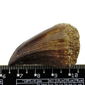Mosasaurus tooth from Morocco