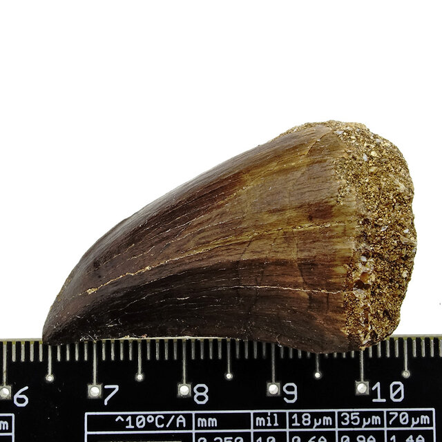 Mosasauruszahn aus Marokko