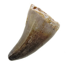 Mosasaurus tand uit Marokko