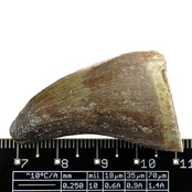 Mosasaurus tooth from Morocco