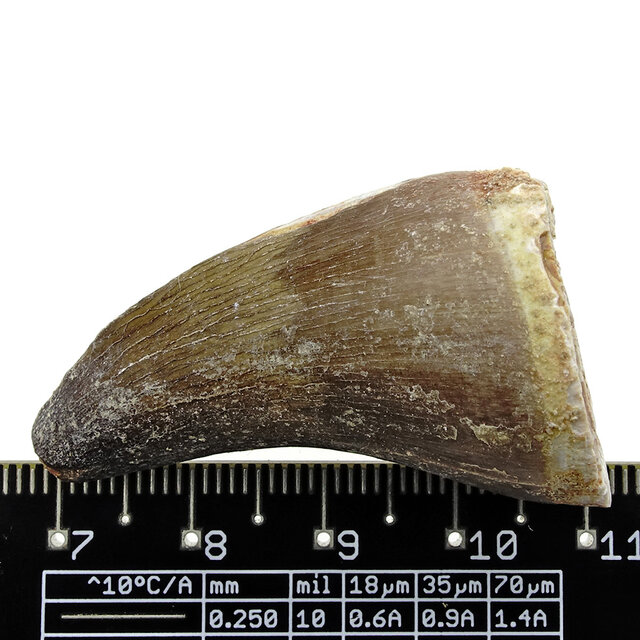 Mosasauruszahn aus Marokko