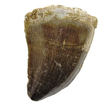 Mosasaurus tooth from Morocco
