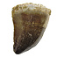 Mosasaurus tooth from Morocco