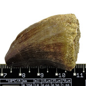 Mosasaurus tooth from Morocco