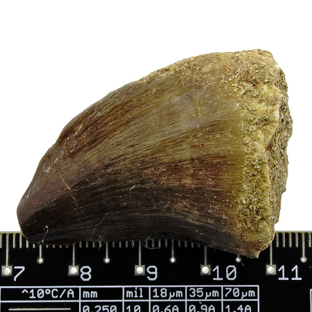 Mosasaurus tooth from Morocco