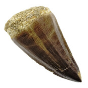 Mosasaurus tooth from Morocco