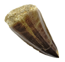 Mosasaurus tooth from Morocco