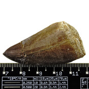 Mosasauruszahn aus Marokko