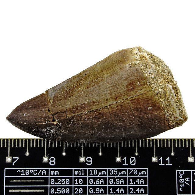 Mosasauruszahn aus Marokko